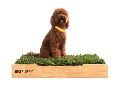 Baño Natural Premium para perros sin olores (L)