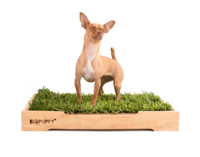 Baño Natural Premium para perros sin olores (M)