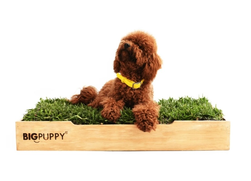 Baño Natural Premium para perros sin olores (L)
